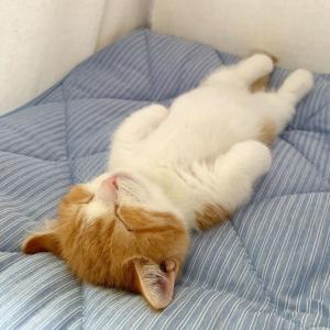 File:Funny sleepy cat.jpg