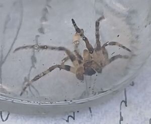Ceausescu spider.jpg
