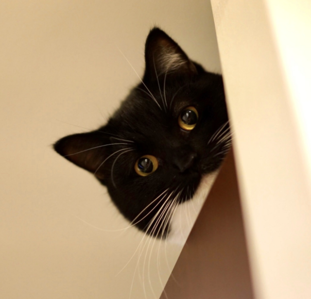 Bruhmoment Irony Wiki